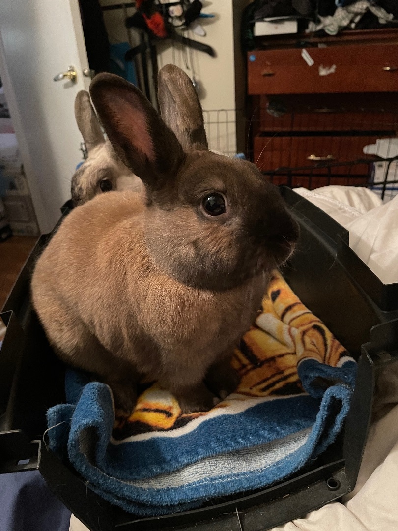 Enlarge Ferrari & Mustang, a Adoptable mixed breed in Ottawa, ON image 2/7