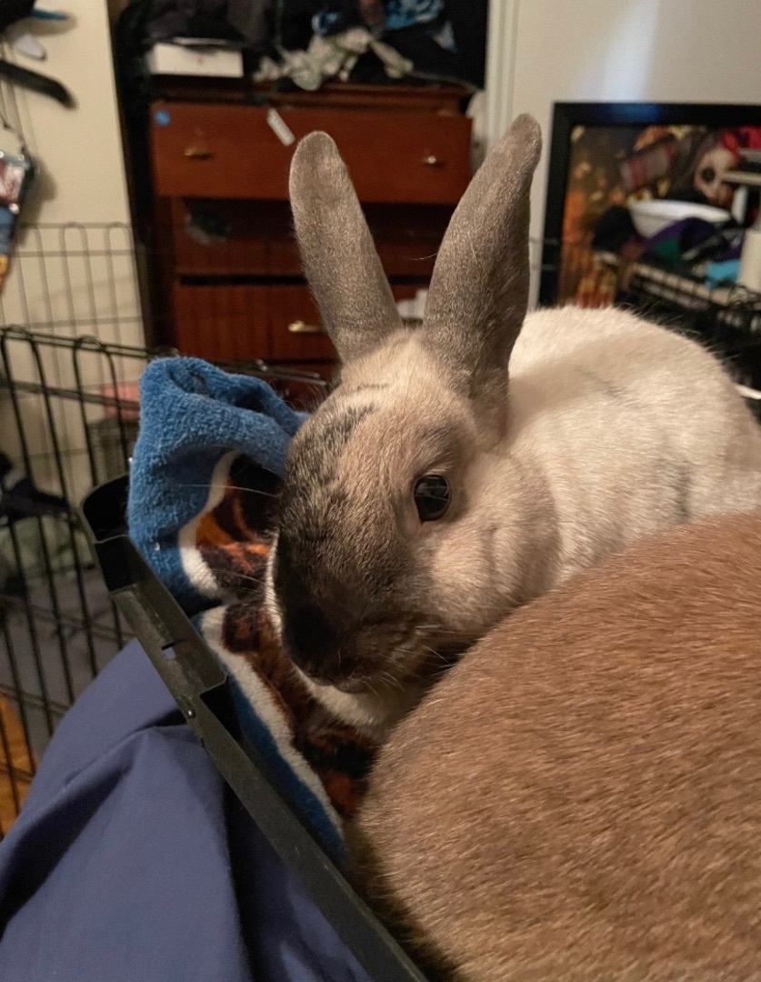 Enlarge Ferrari & Mustang, a Adoptable mixed breed in Ottawa, ON image 4/7