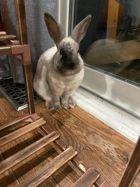 Enlarge Ferrari & Mustang, a Adoptable mixed breed in Ottawa, ON image 5/7