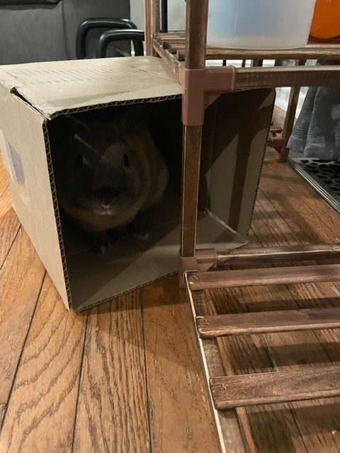 Enlarge Ferrari & Mustang, a Adoptable mixed breed in Ottawa, ON image 6/7