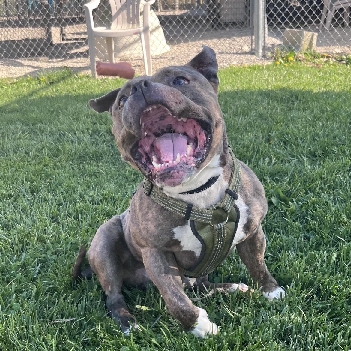 Enlarge Dumont, an adopted American Bully in West Jefferson, OH image 3/5
