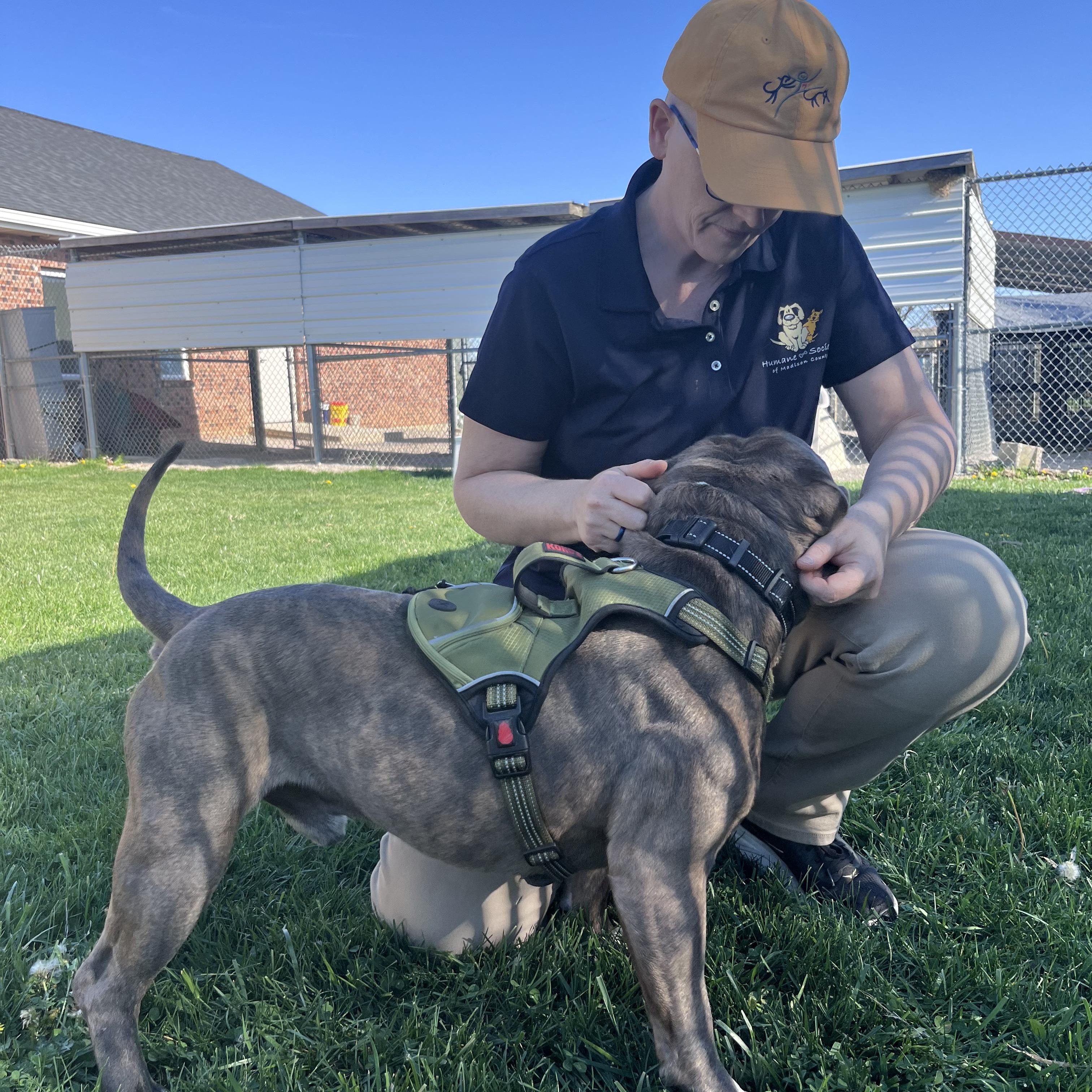 Enlarge Dumont, an adopted American Bully in West Jefferson, OH image 4/5