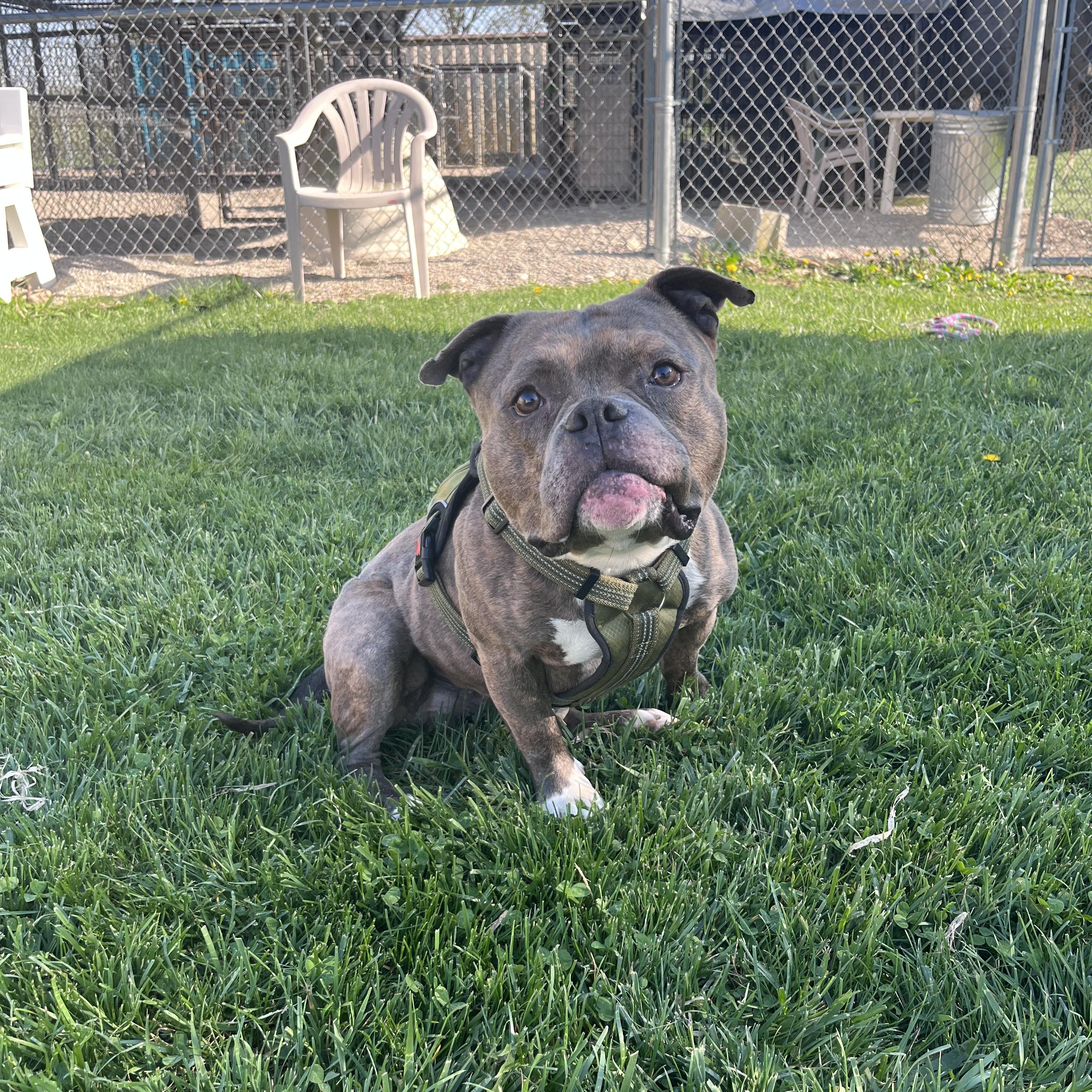 Enlarge Dumont, an adopted American Bully in West Jefferson, OH image 1/5