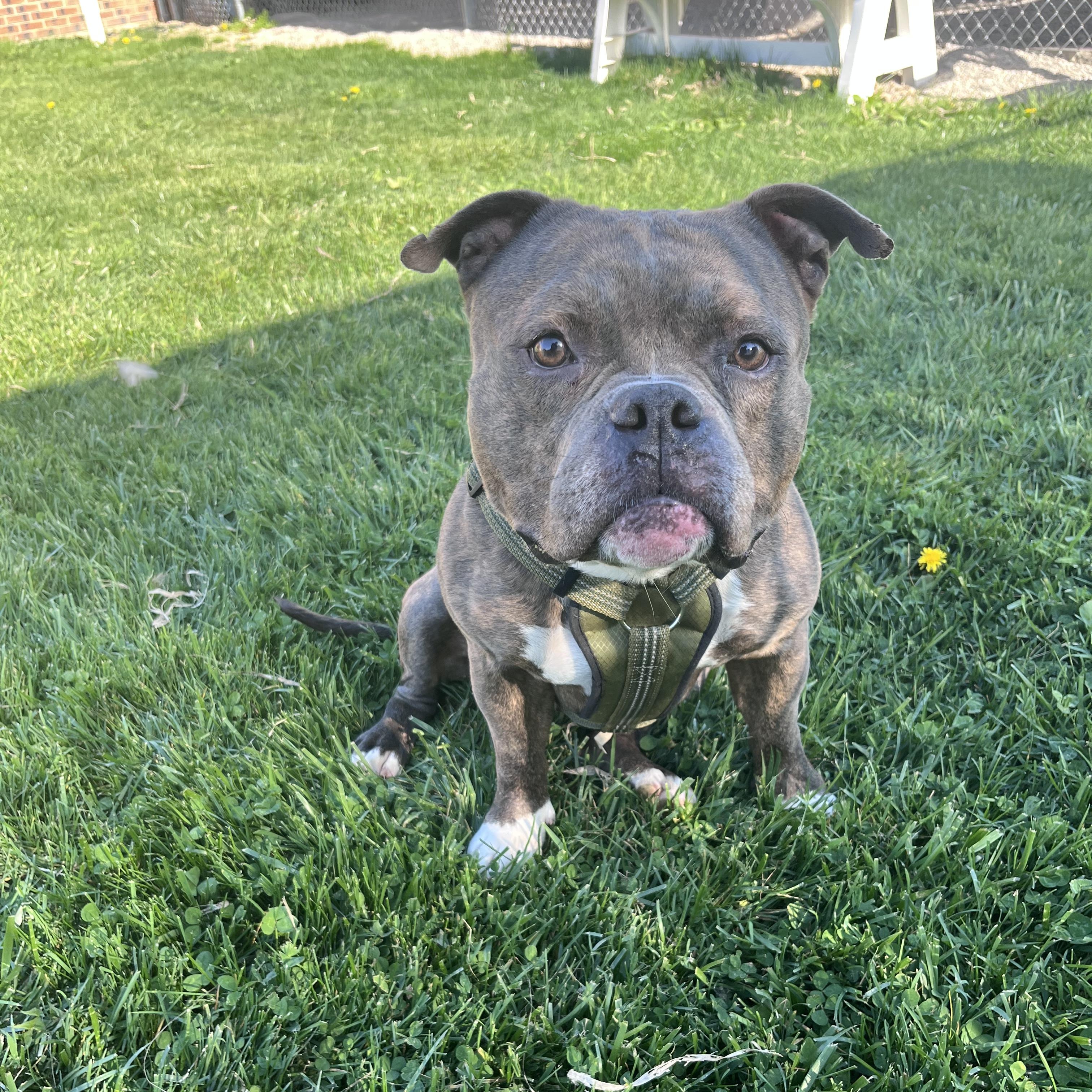 Enlarge Dumont, an adopted American Bully in West Jefferson, OH image 5/5