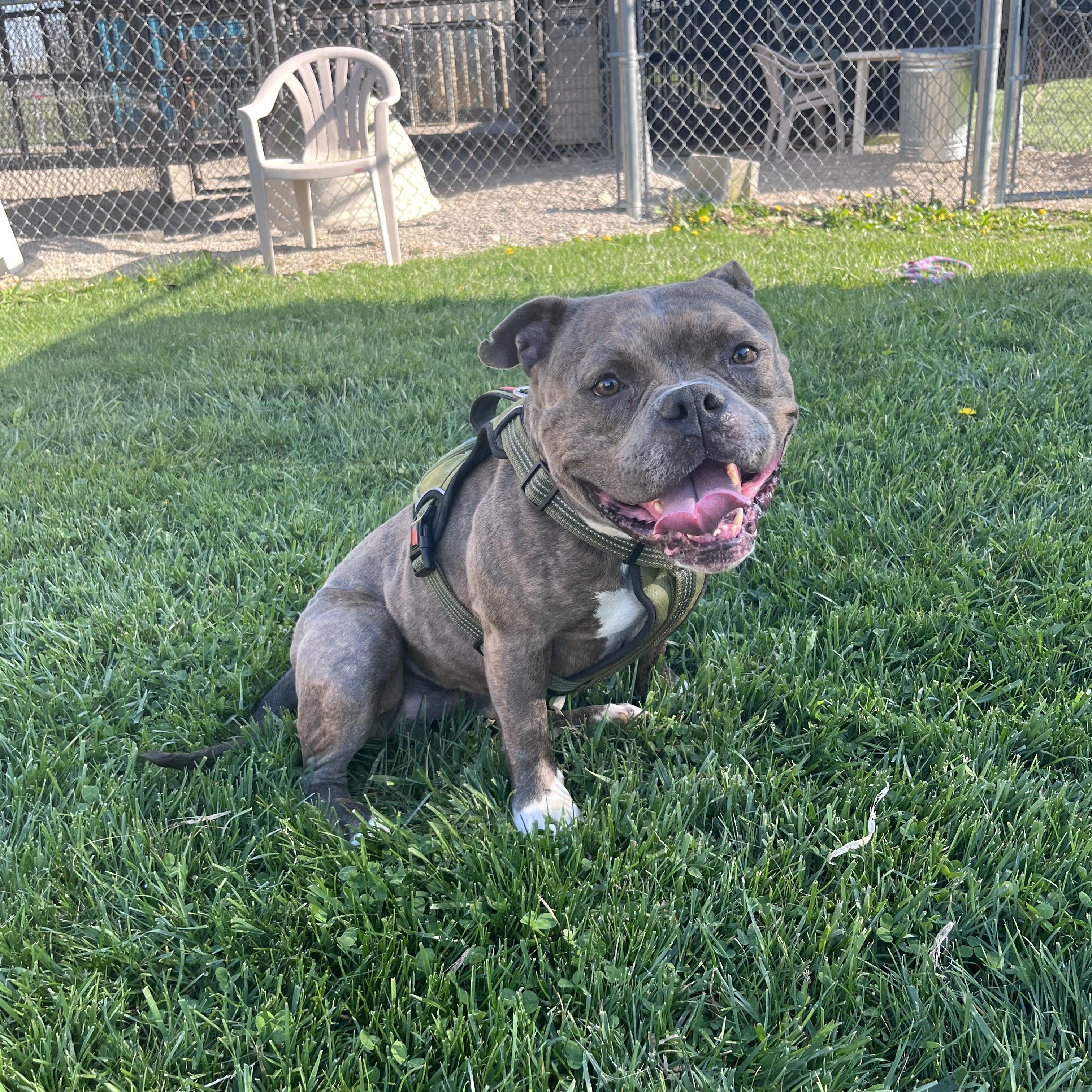 Enlarge Dumont, an adopted American Bully in West Jefferson, OH image 2/5