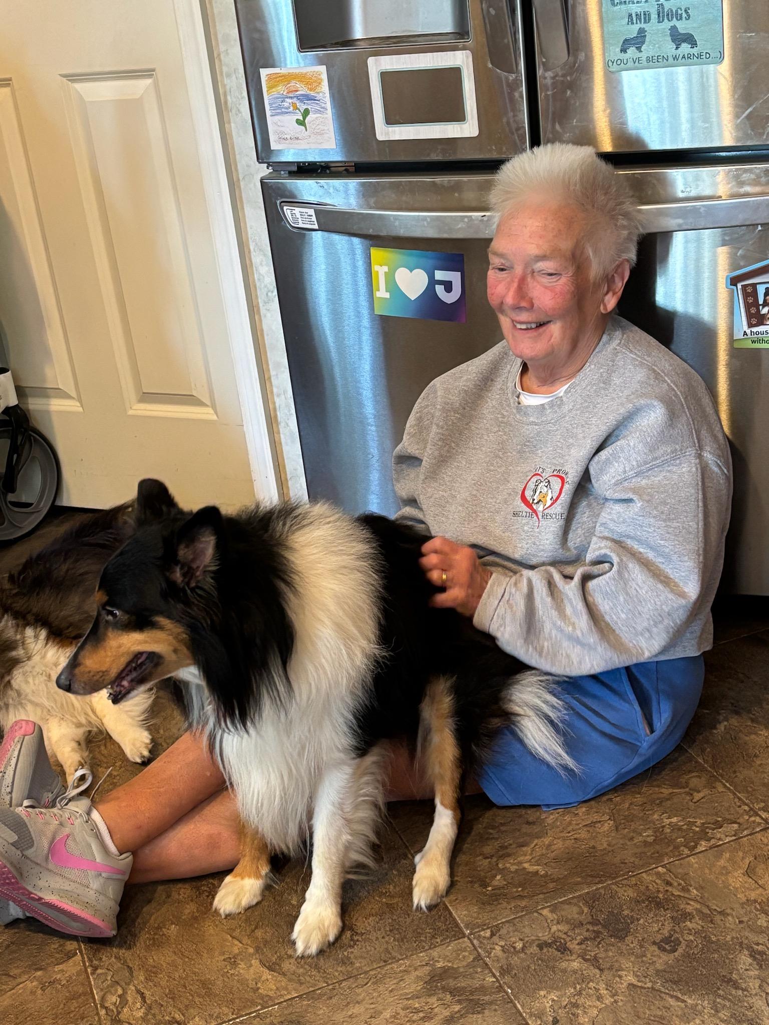 Enlarge Murphy 2 (ADOPTED), a Adopted Shetland Sheepdog / Sheltie in New Castle, PA image 2/5