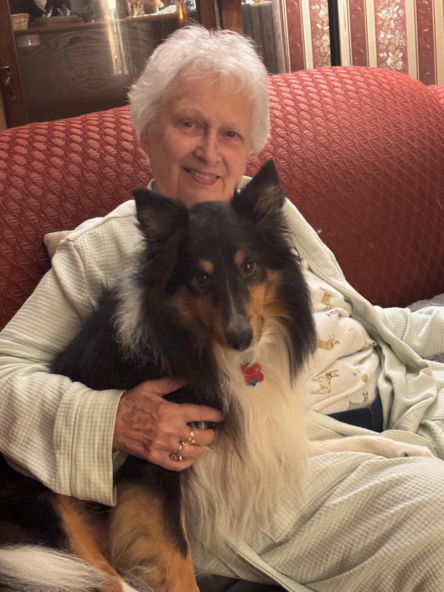 Enlarge Murphy 2 (ADOPTED), a Adopted Shetland Sheepdog / Sheltie in New Castle, PA image 3/5