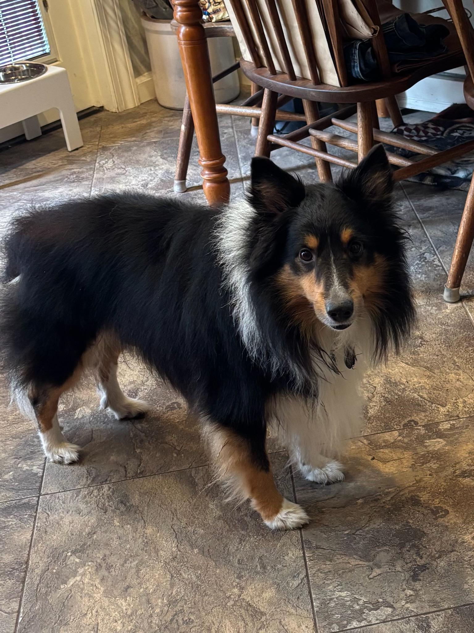 Enlarge Murphy 2 (ADOPTED), a Adopted Shetland Sheepdog / Sheltie in New Castle, PA image 4/5