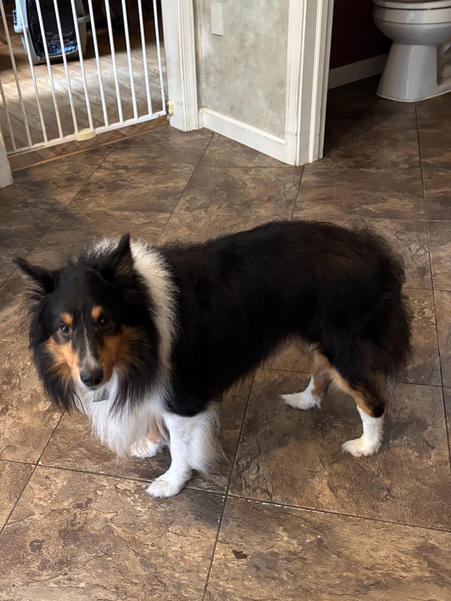 Enlarge Murphy 2 (ADOPTED), a Adopted Shetland Sheepdog / Sheltie in New Castle, PA image 5/5