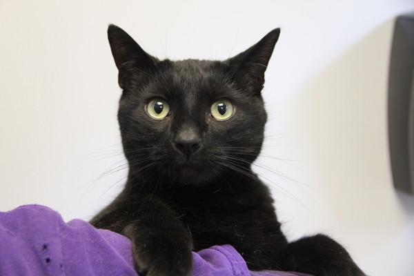 Tipsy, Adoptable, Adult Female Domestic Short Hair.