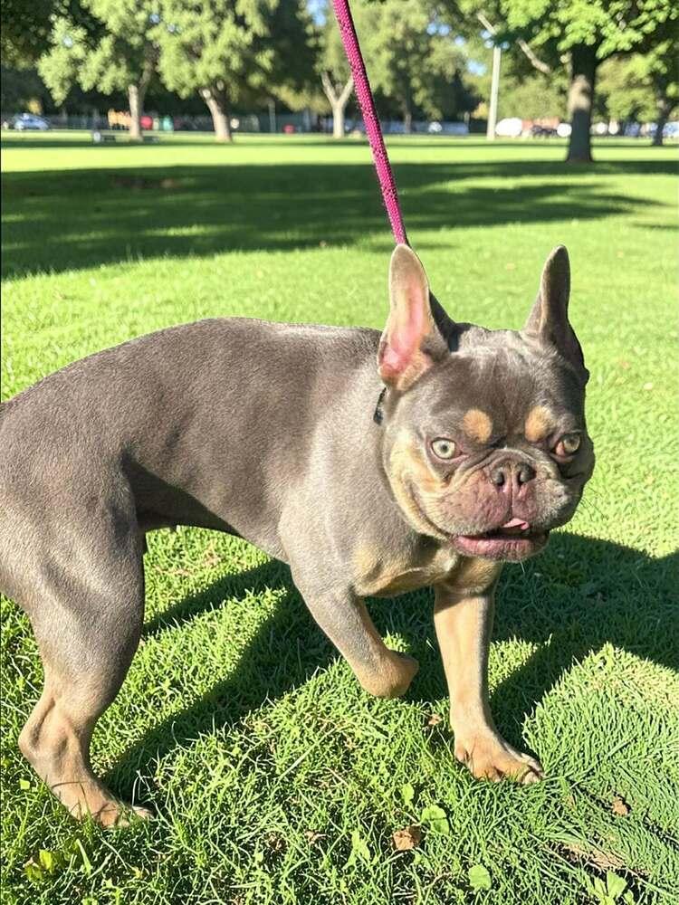 Enlarge Doodlebug, a Adoptable French Bulldog in Mission Viejo, CA image 1/2