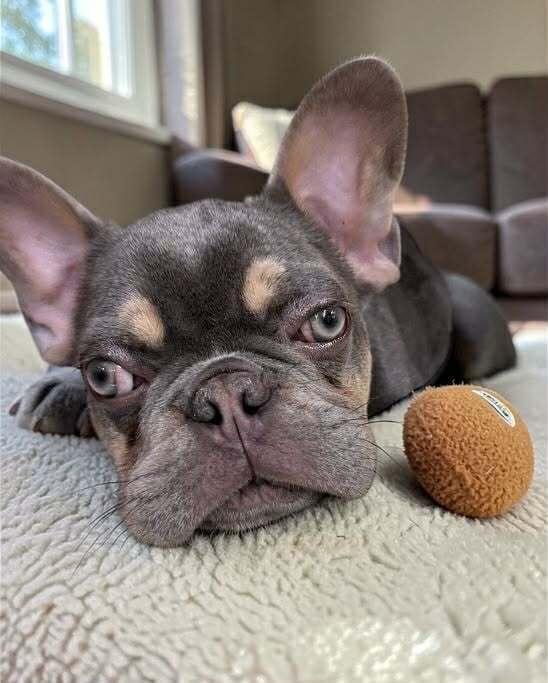 Enlarge Doodlebug, a Adoptable French Bulldog in Mission Viejo, CA image 2/2