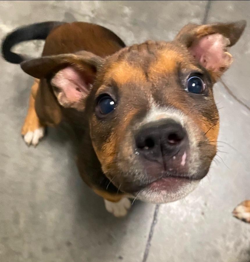 Ellie, Adoptable, Puppy Female Mixed Breed.
