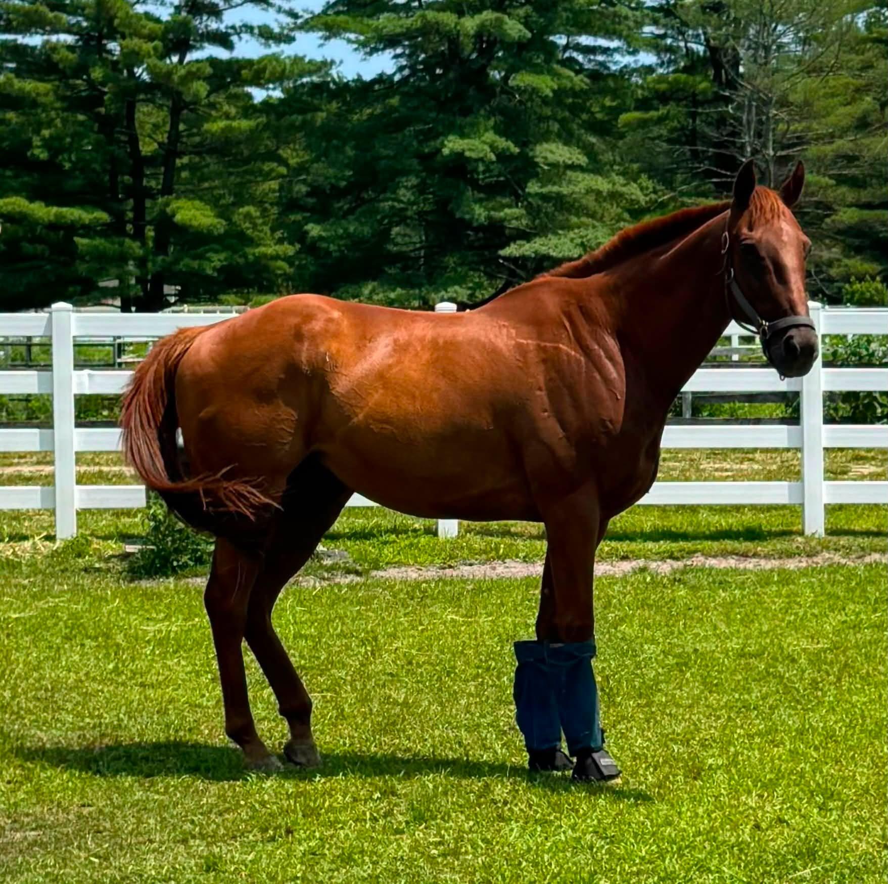 Enlarge Lucky, a Adopted Thoroughbred in Wall, NJ image 2/6