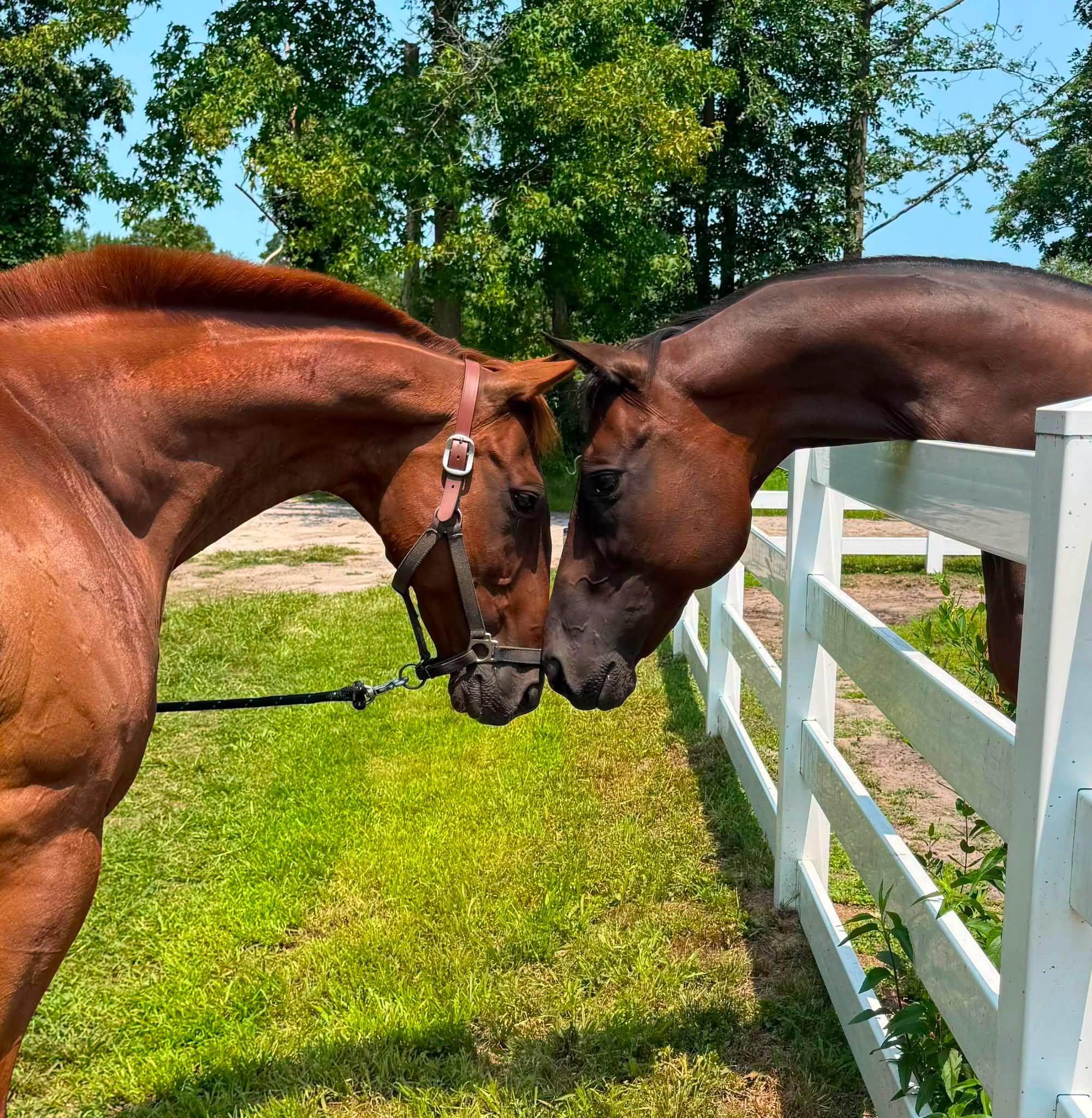 Enlarge Lucky, a Adopted Thoroughbred in Wall, NJ image 3/6