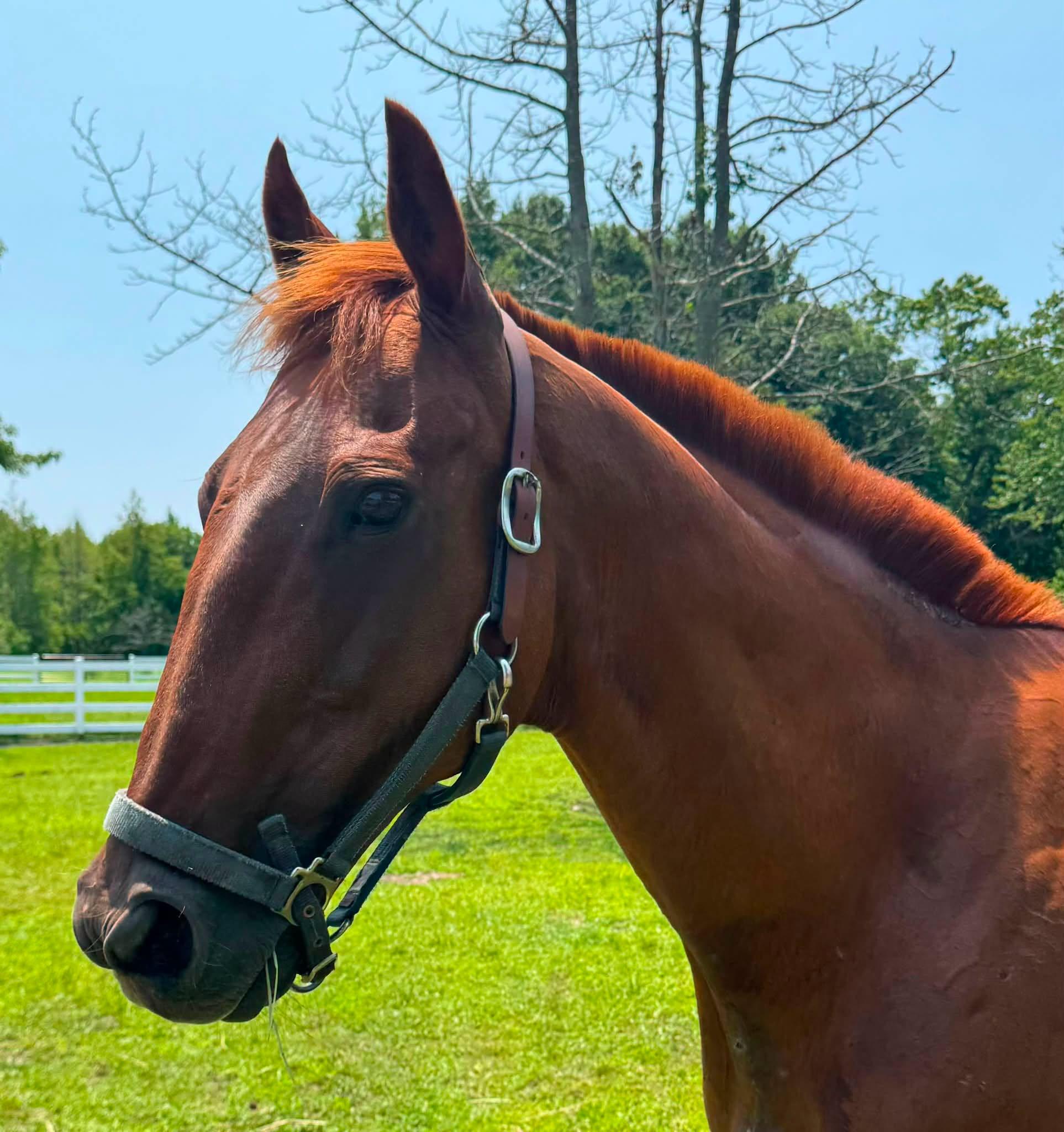 Enlarge Lucky, a Adopted Thoroughbred in Wall, NJ image 6/6