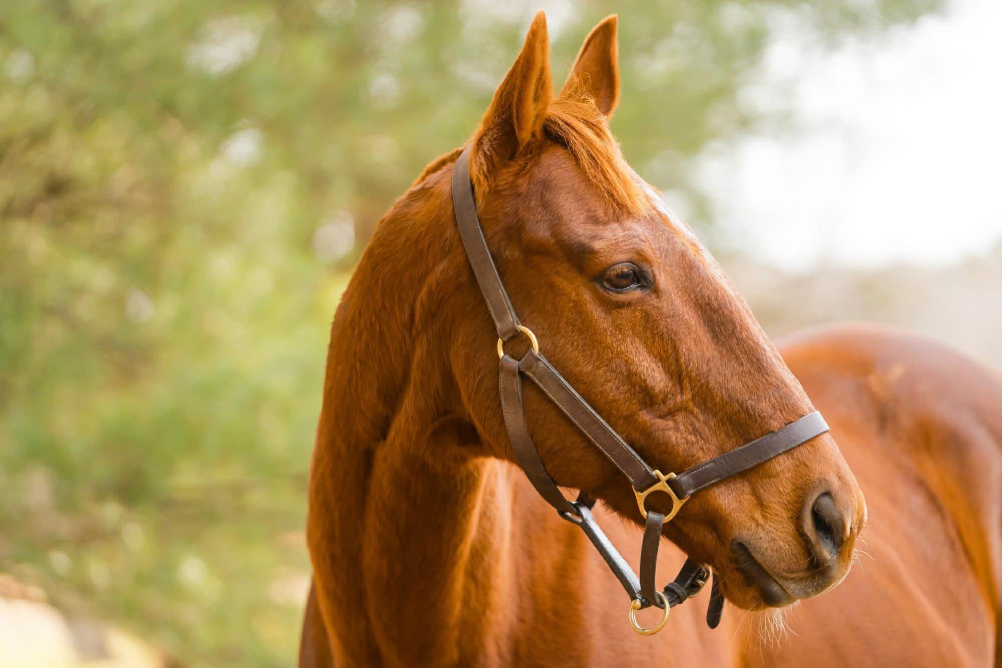 Enlarge Lucky, a Adopted Thoroughbred in Wall, NJ image 1/6