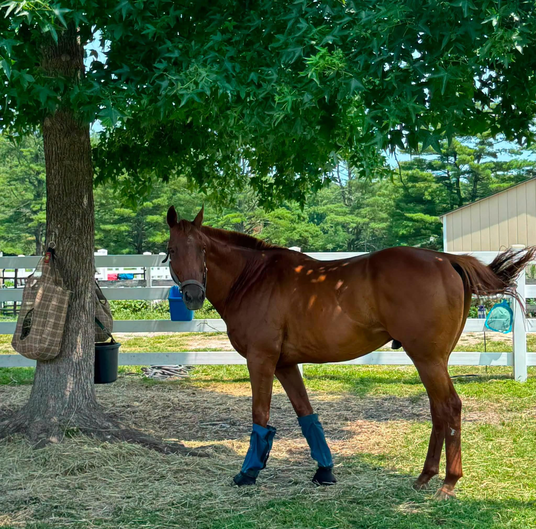 Enlarge Lucky, a Adopted Thoroughbred in Wall, NJ image 5/6
