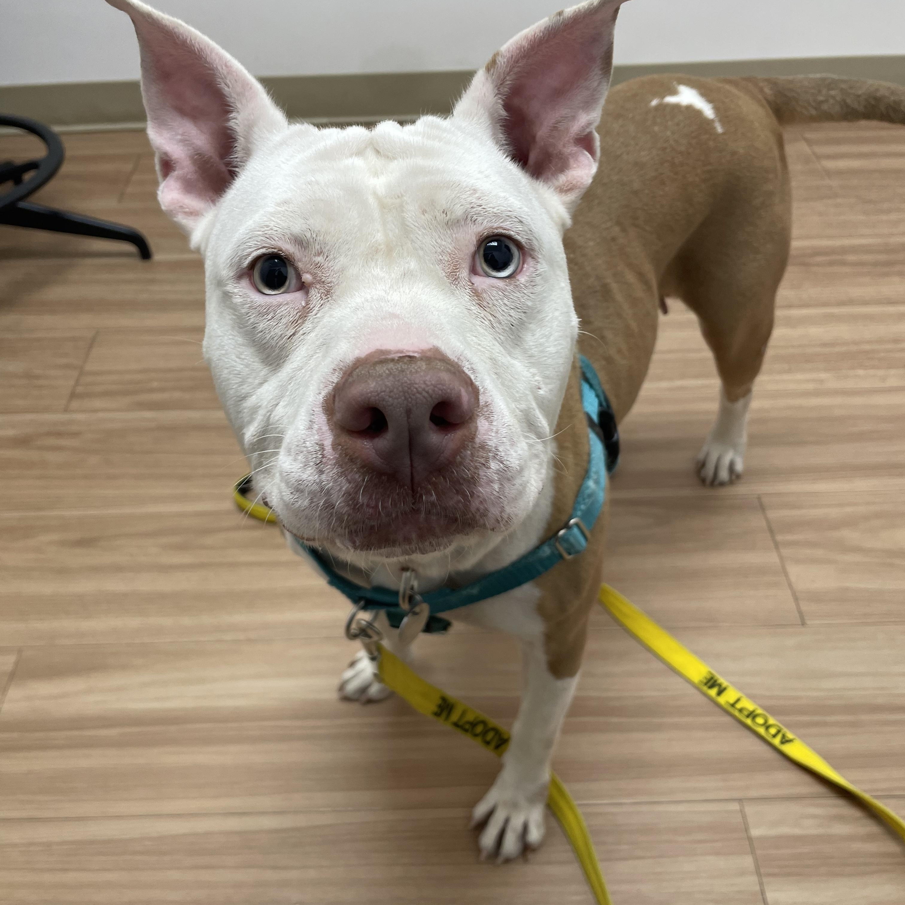 Paloma, Adoptable, Young Female Pit Bull Terrier.