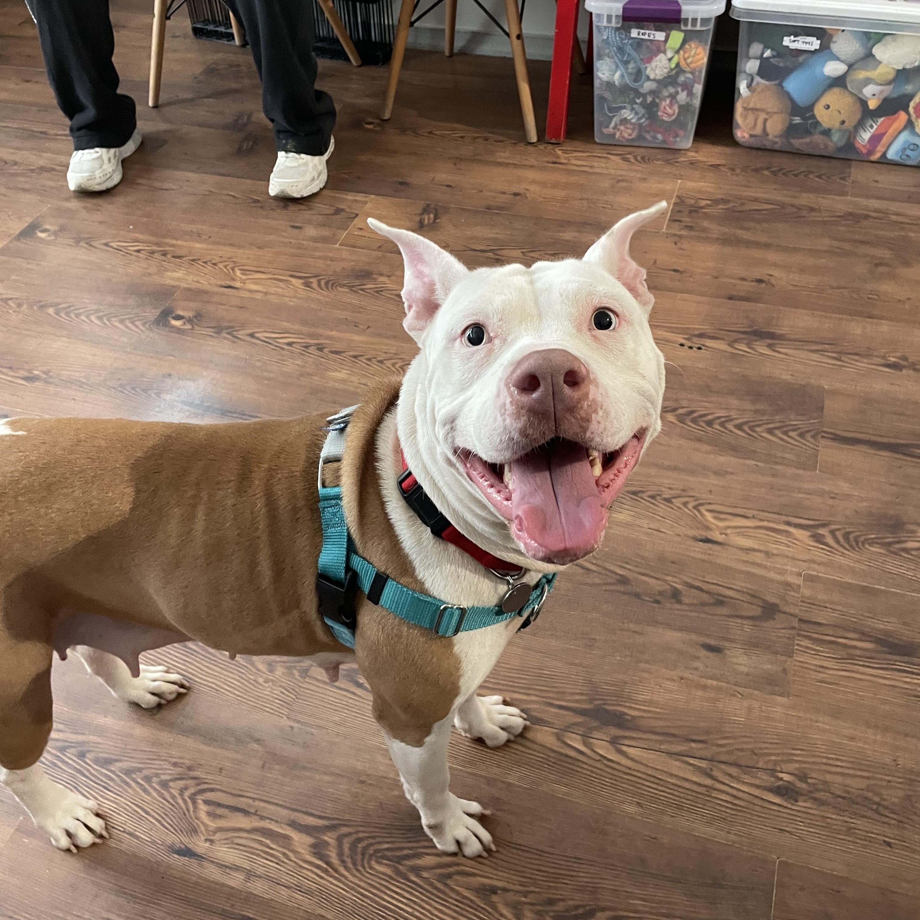 Enlarge Paloma, a Adoptable mixed breed in Philadelphia, PA image 2/4
