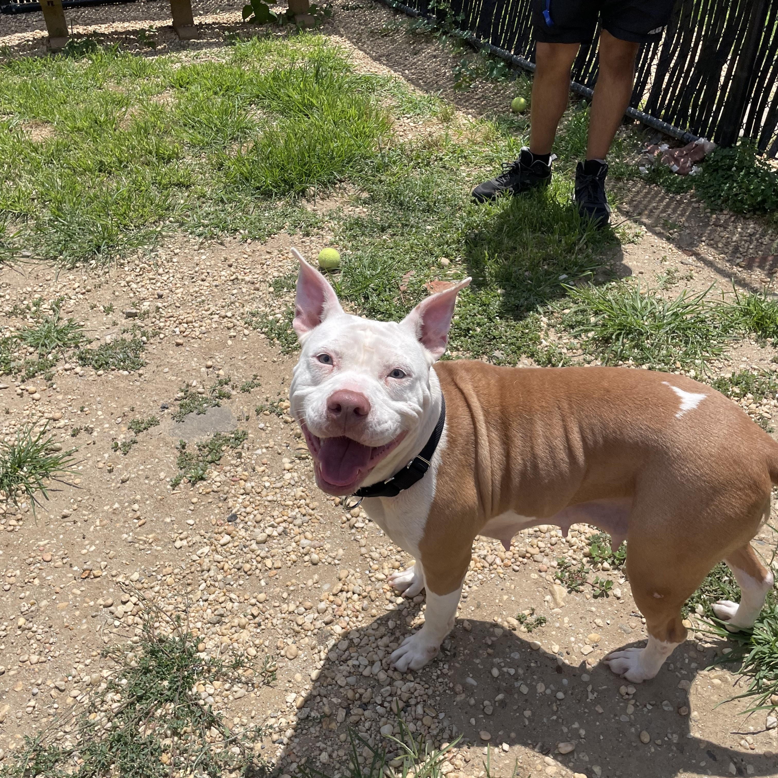 Enlarge Paloma, a Adoptable mixed breed in Philadelphia, PA image 4/4