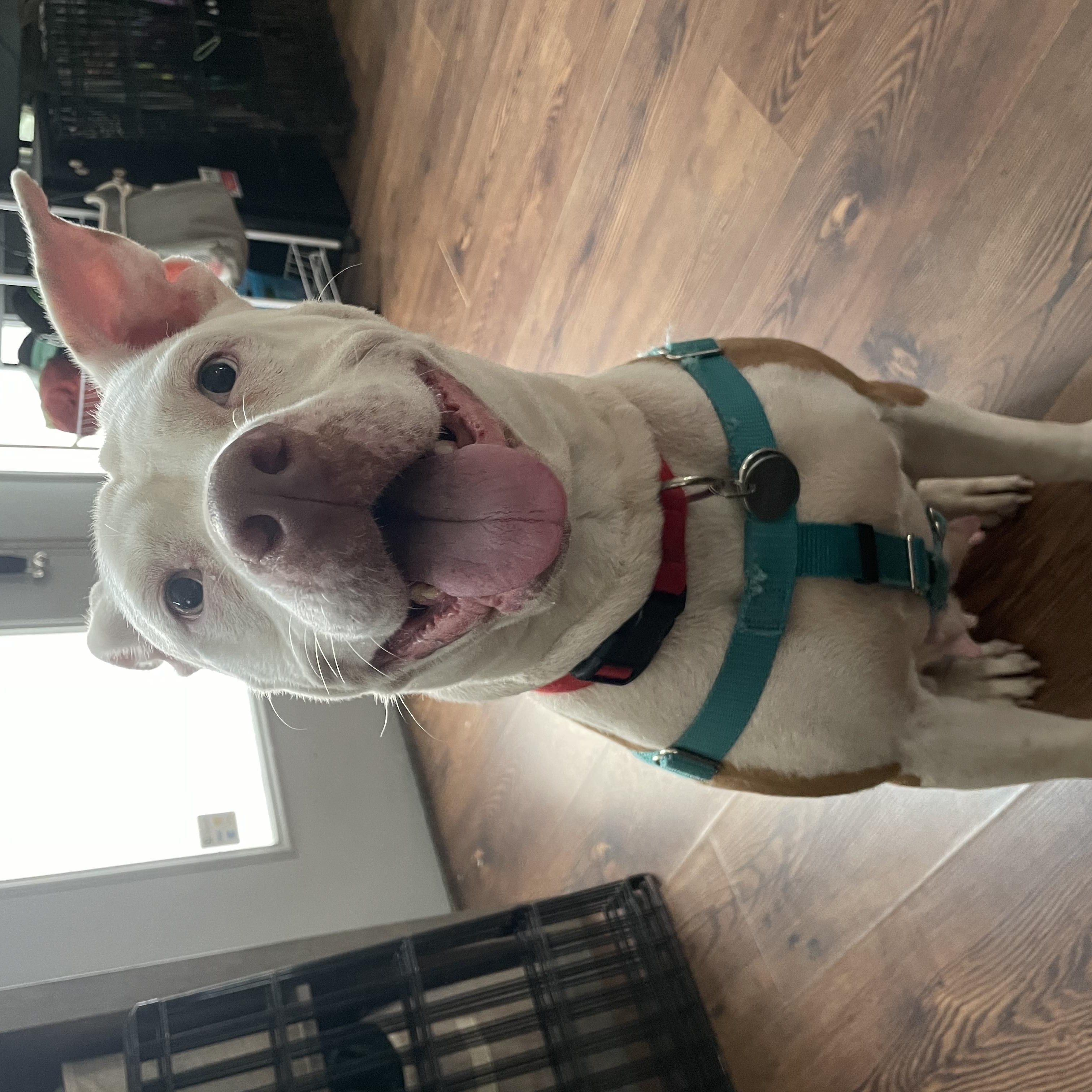Enlarge Paloma, a Adoptable mixed breed in Philadelphia, PA image 3/4