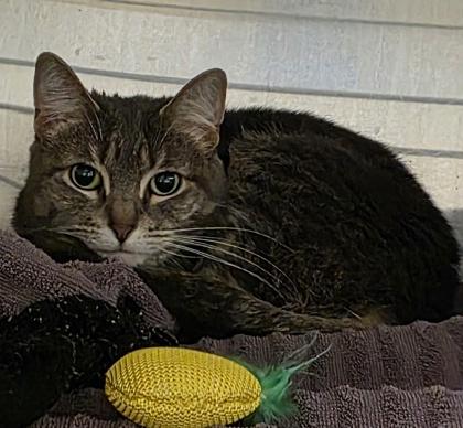 Yoda, an adopted Domestic Short Hair in Dubuque, IA image 2/2
