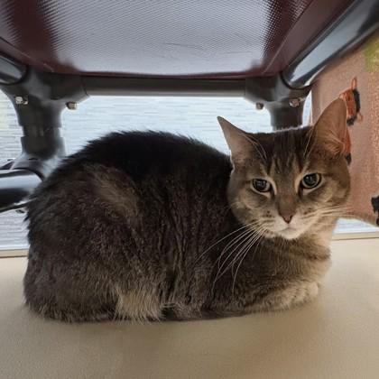 Yoda, an adopted Domestic Short Hair in Dubuque, IA image 1/2