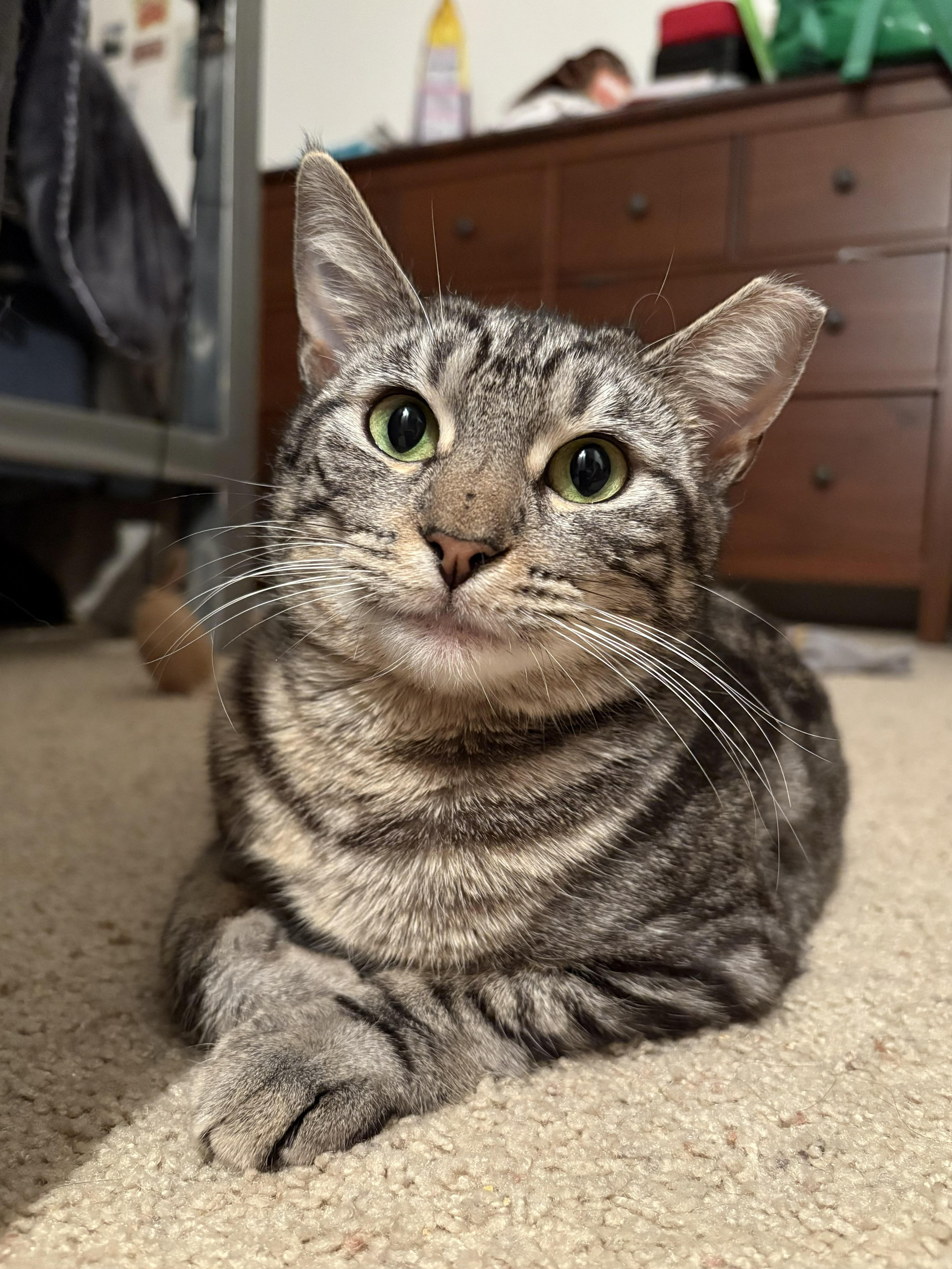 Pigeon, ADOPTABLE, Young Female Domestic Short Hair.