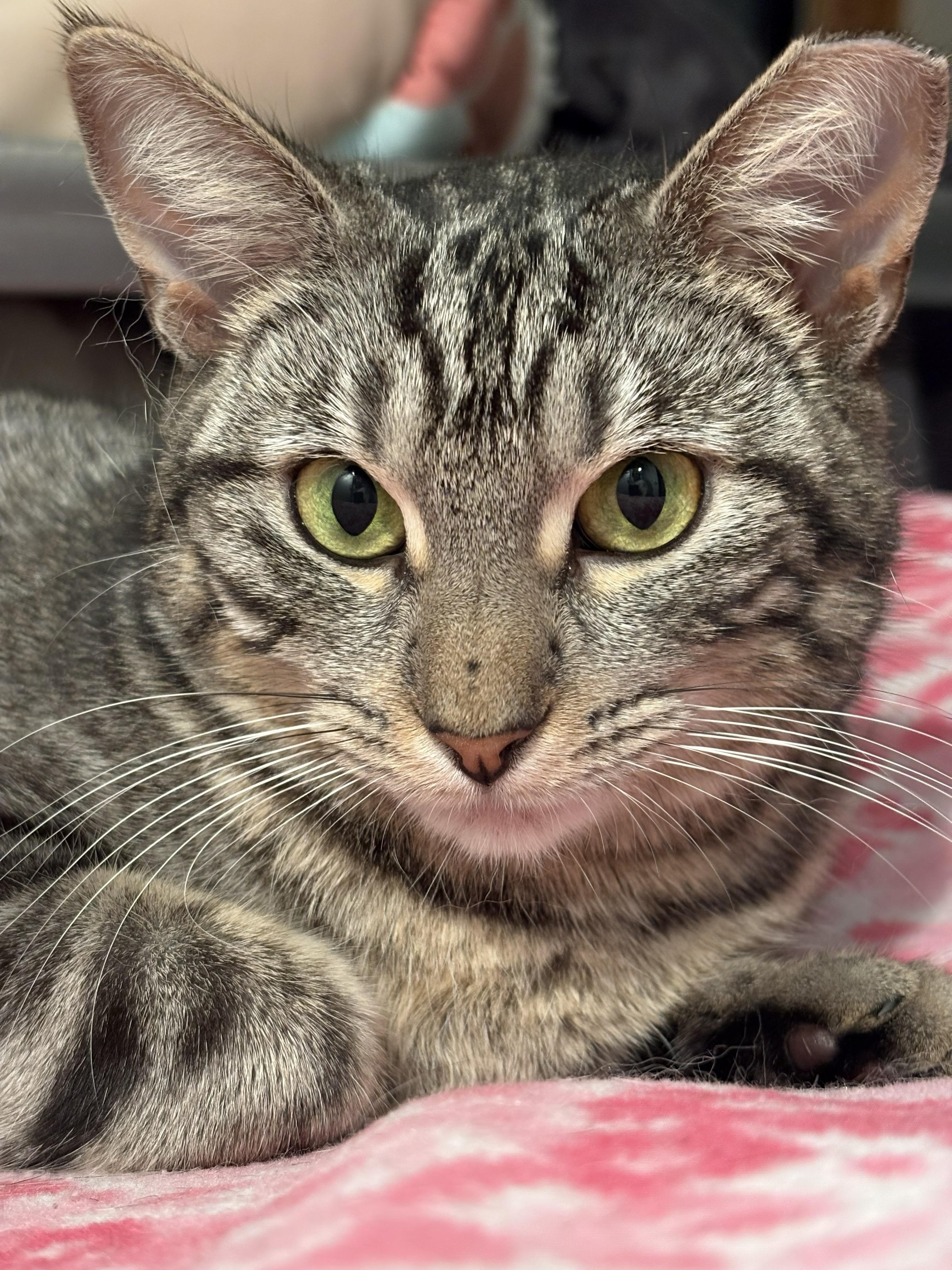 Pigeon, a ADOPTABLE Domestic Short Hair in City of Industry, CA image 4/4
