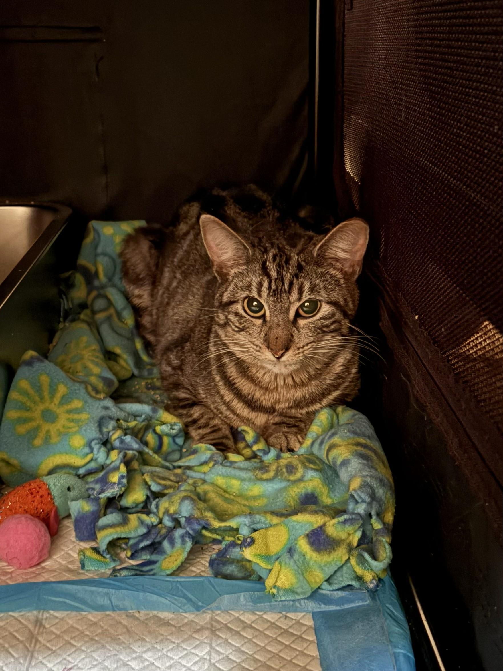 Pigeon, a ADOPTABLE Domestic Short Hair in City of Industry, CA image 2/4