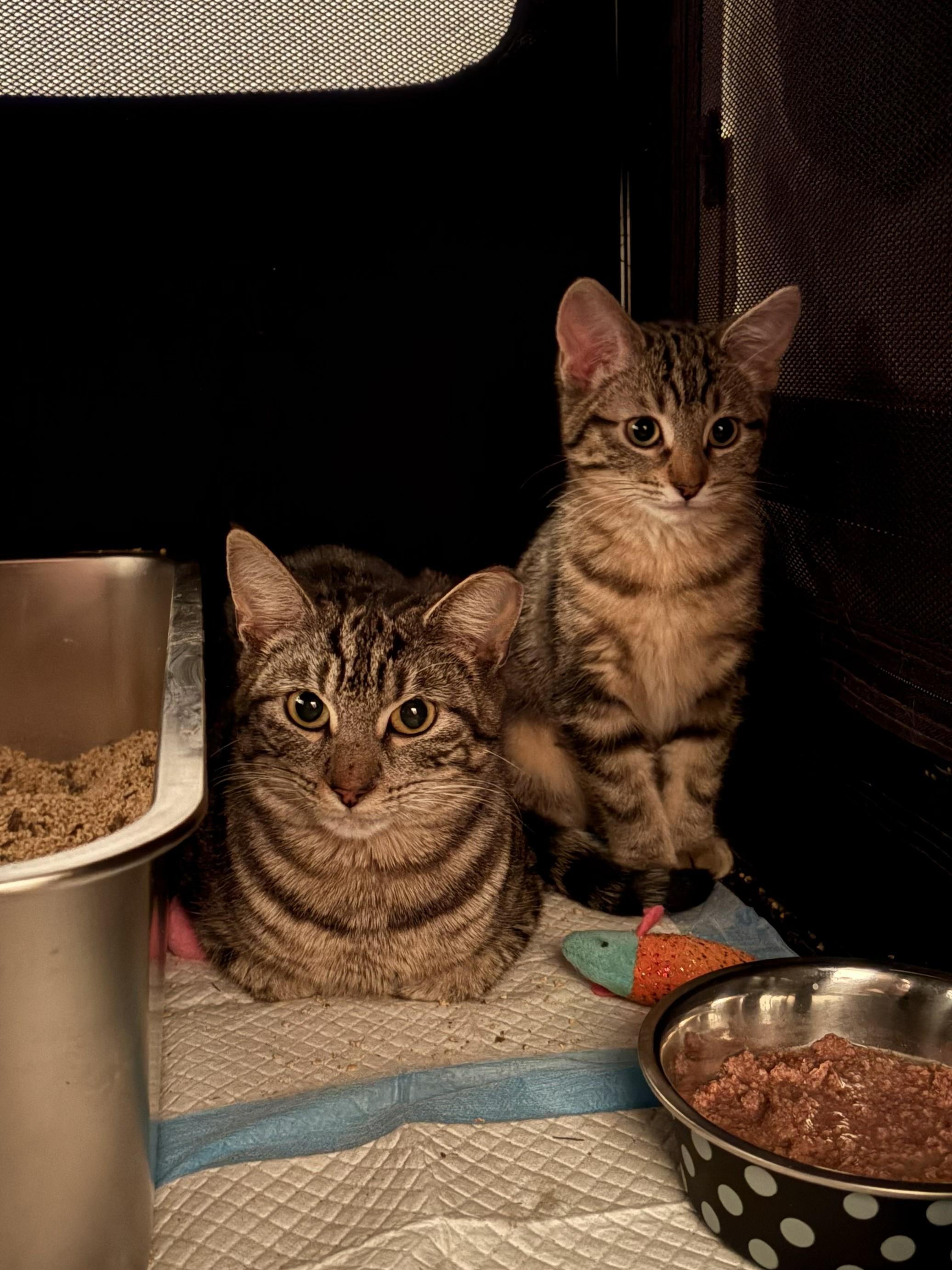 Pigeon, a ADOPTABLE Domestic Short Hair in City of Industry, CA image 3/4