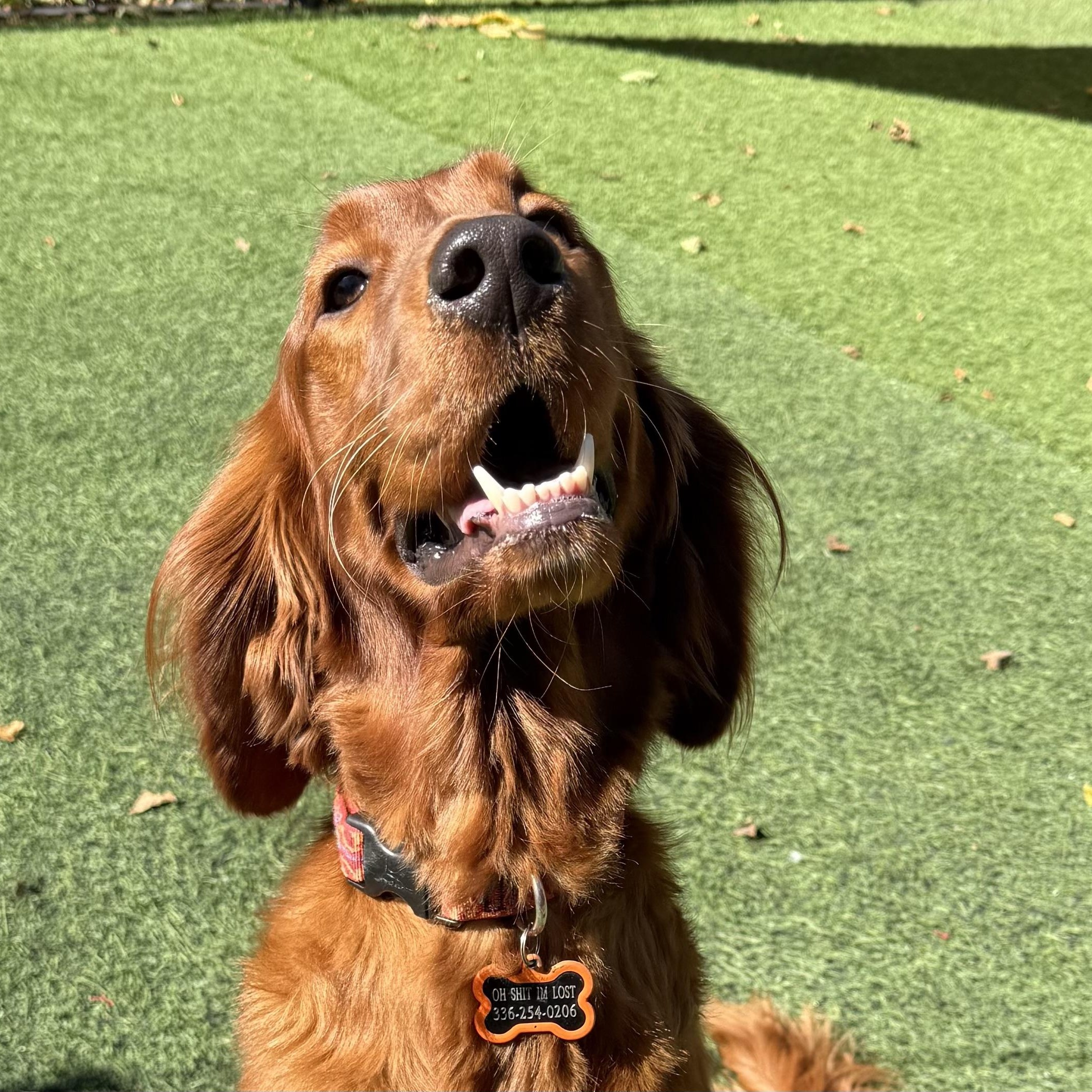Enlarge Seamus, a Adoptable mixed breed in High Point, NC image 1/6