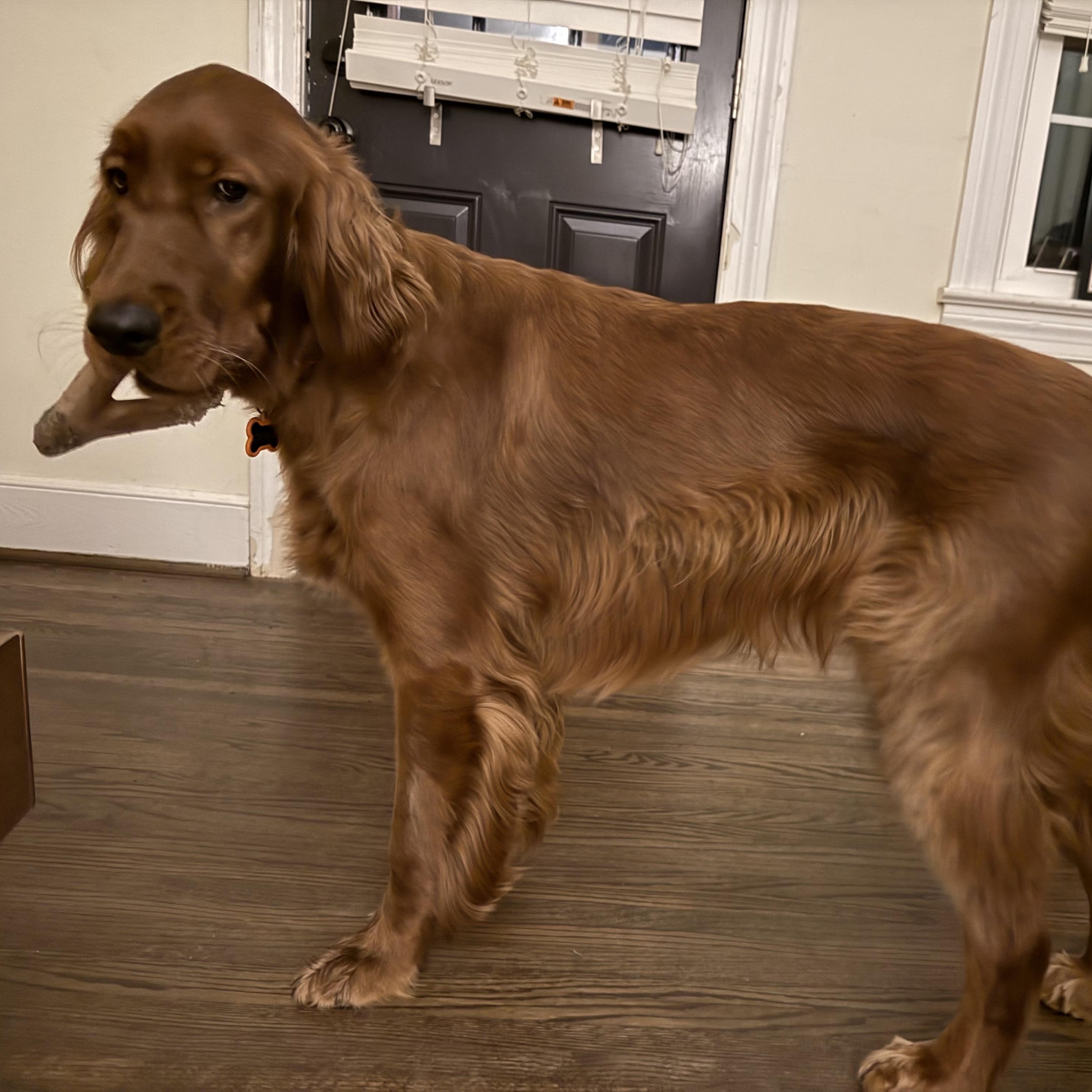 Enlarge Seamus, a Adoptable mixed breed in High Point, NC image 3/6