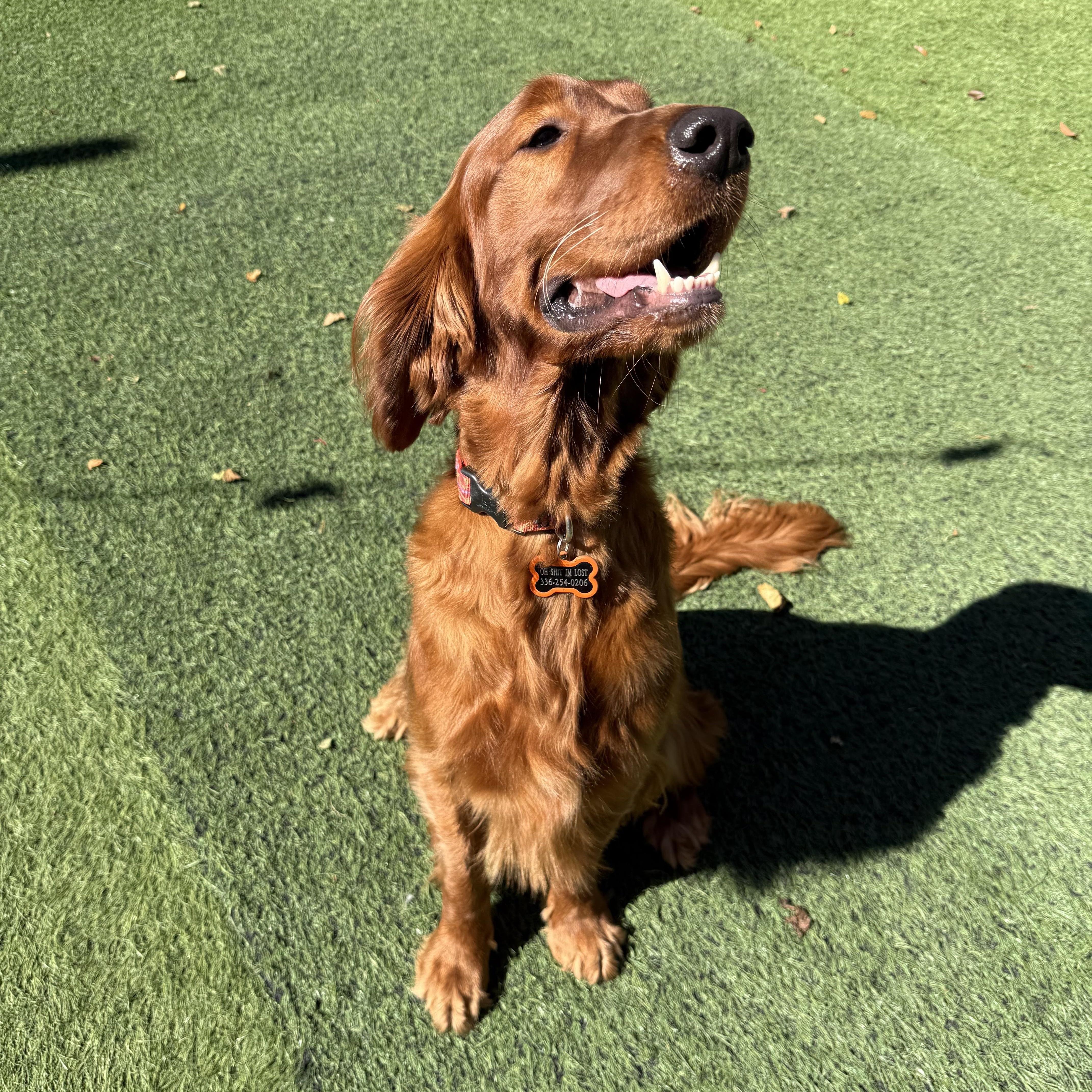 Enlarge Seamus, a Adoptable mixed breed in High Point, NC image 5/6