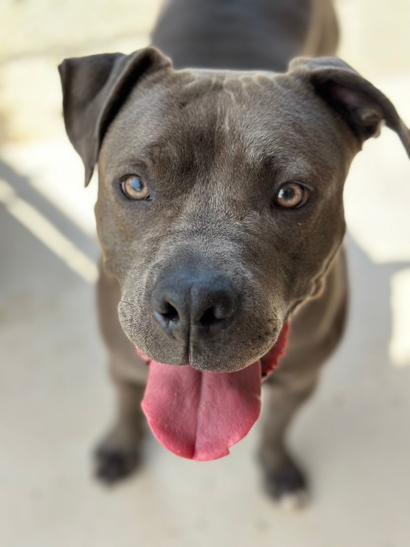 Enlarge Finnick, a Adoptable mixed breed in Wilmington, OH image 1/7