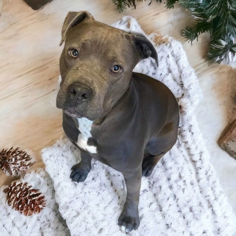 Enlarge Finnick, a Adoptable mixed breed in Wilmington, OH image 2/7