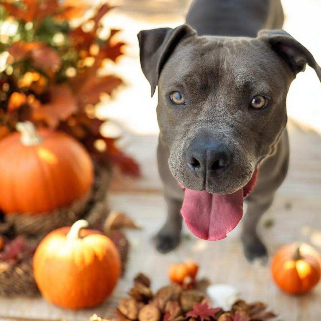 Enlarge Finnick, a Adoptable mixed breed in Wilmington, OH image 3/7