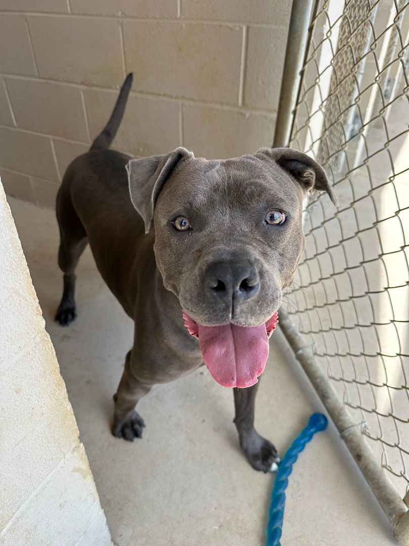 Enlarge Finnick, a Adoptable mixed breed in Wilmington, OH image 4/7