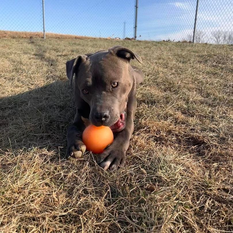 Enlarge Finnick, a Adoptable mixed breed in Wilmington, OH image 5/7