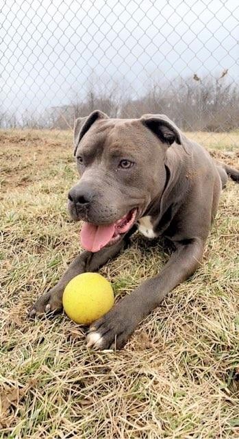 Enlarge Finnick, a Adoptable mixed breed in Wilmington, OH image 6/7