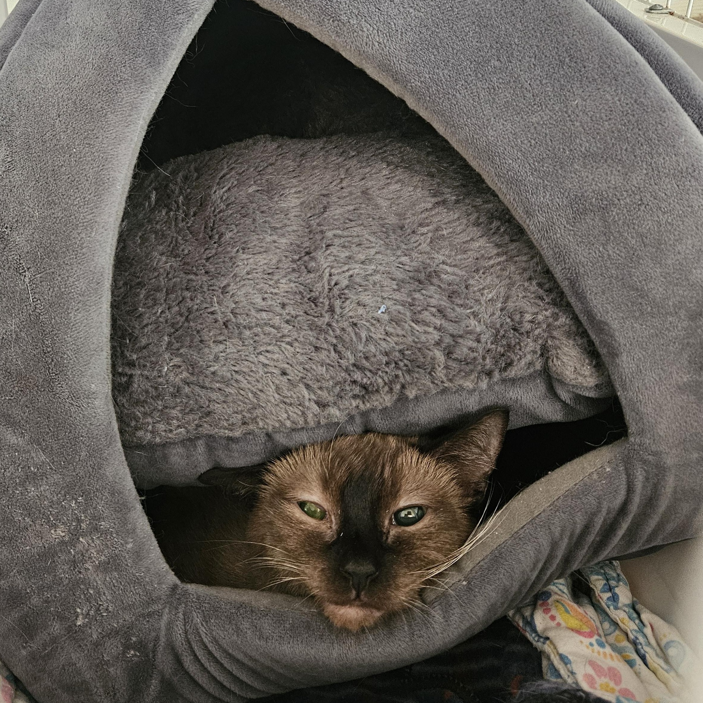 Enlarge Mocha, a Adoptable Domestic Short Hair in Melbourne, FL image 2/3