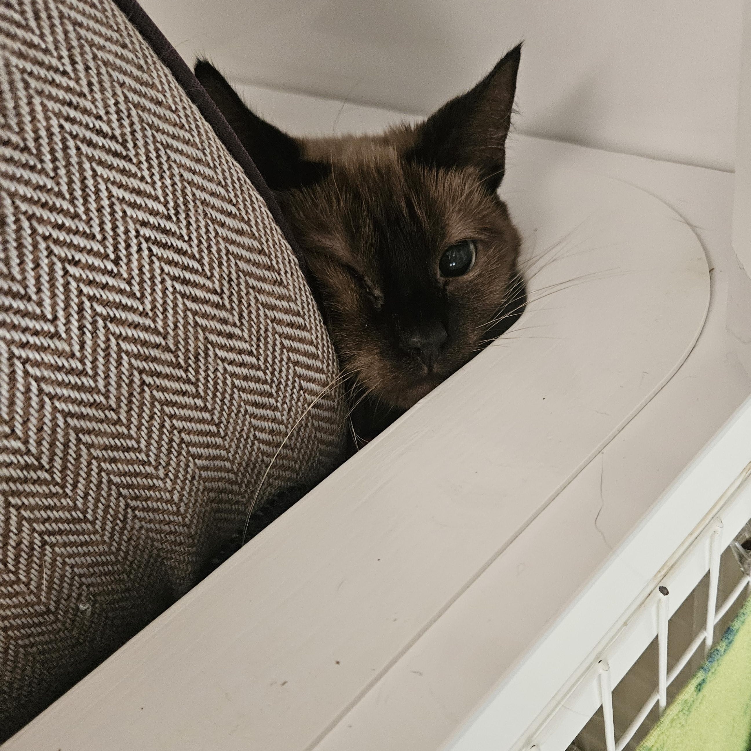 Enlarge Mocha, a Adoptable Domestic Short Hair in Melbourne, FL image 3/3