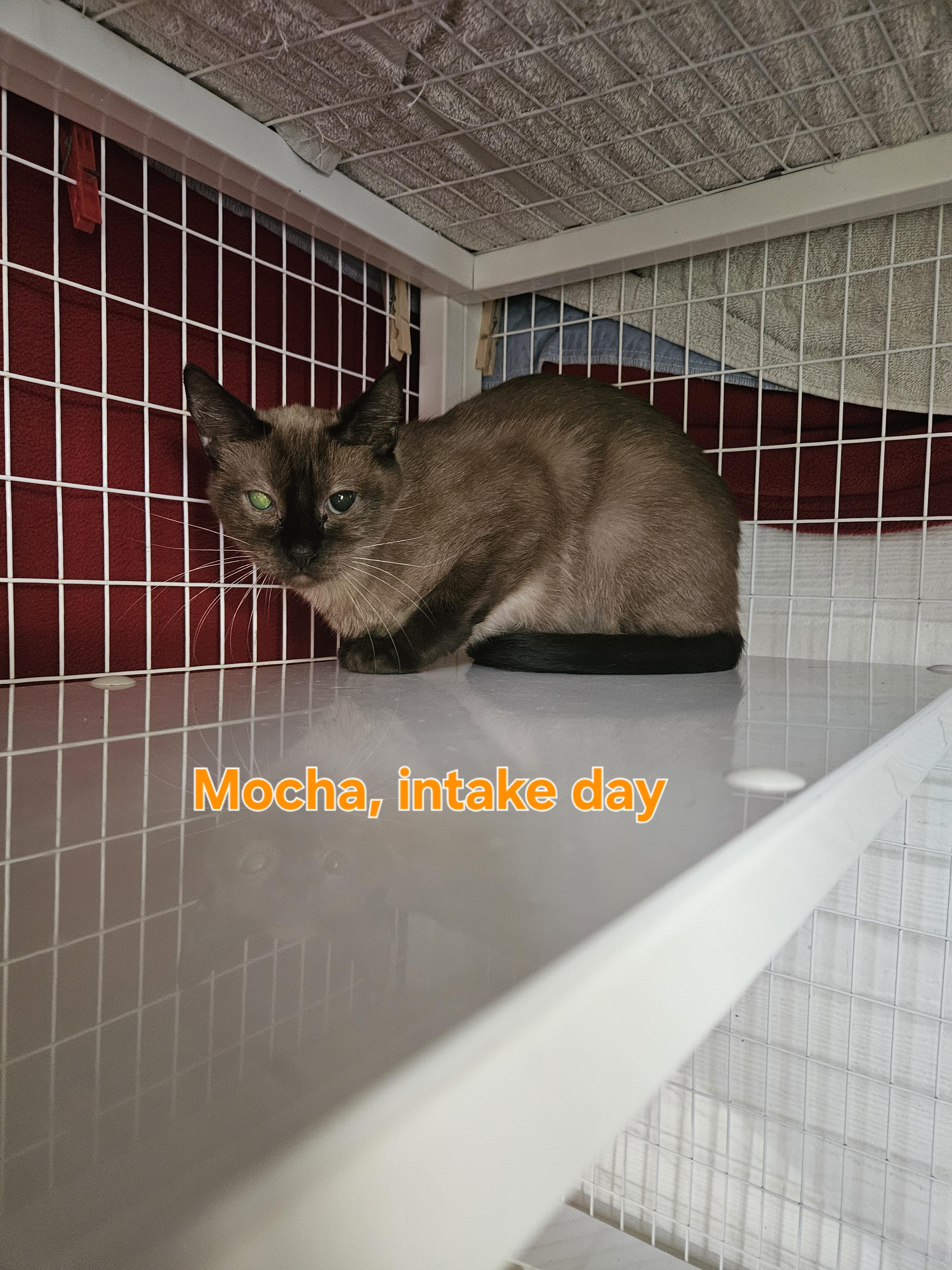 Mocha, Adoptable, Adult Female Domestic Short Hair.