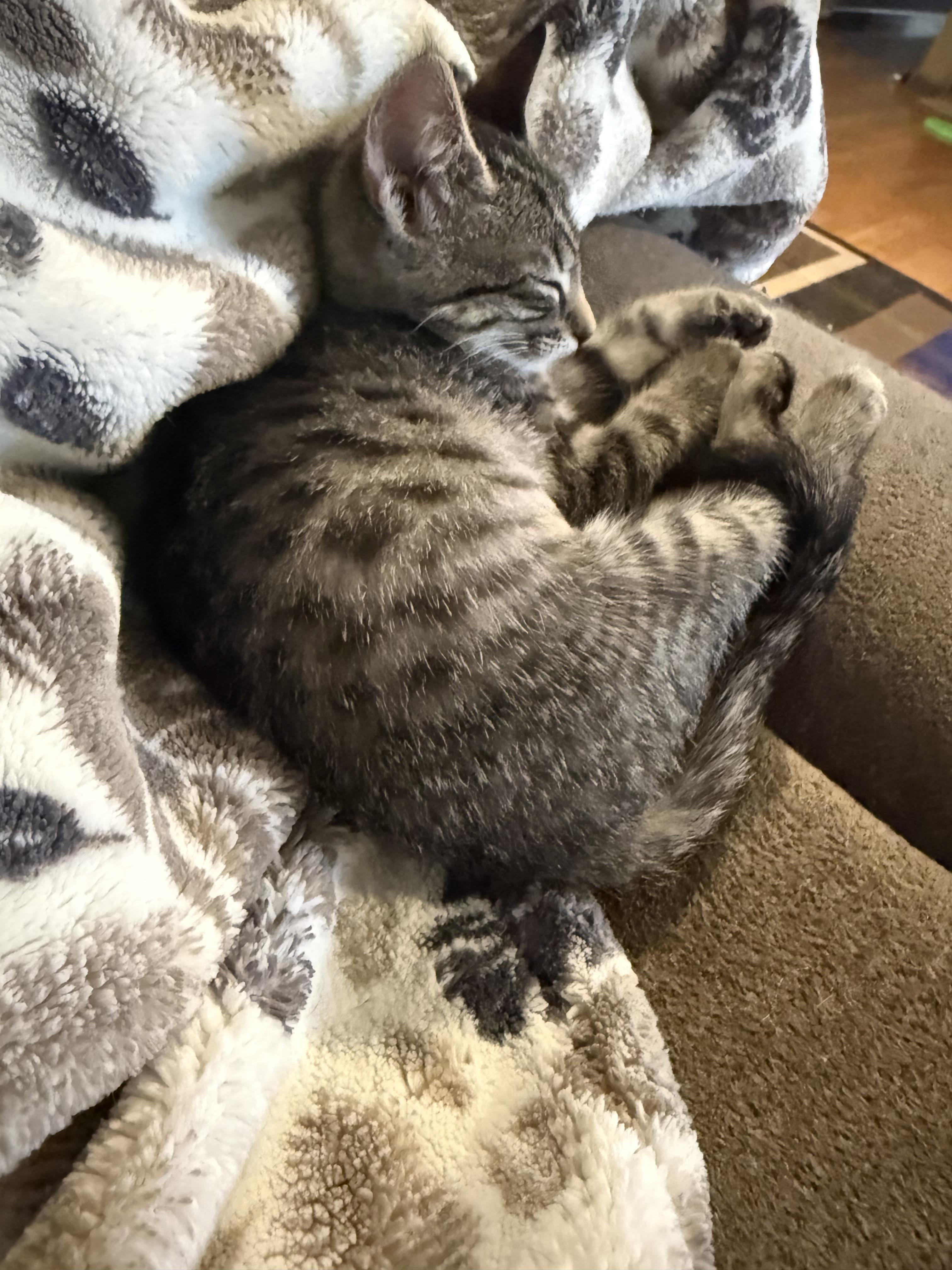 Enlarge Athena, a Adoptable Domestic Short Hair in Tracy, CA image 3/4