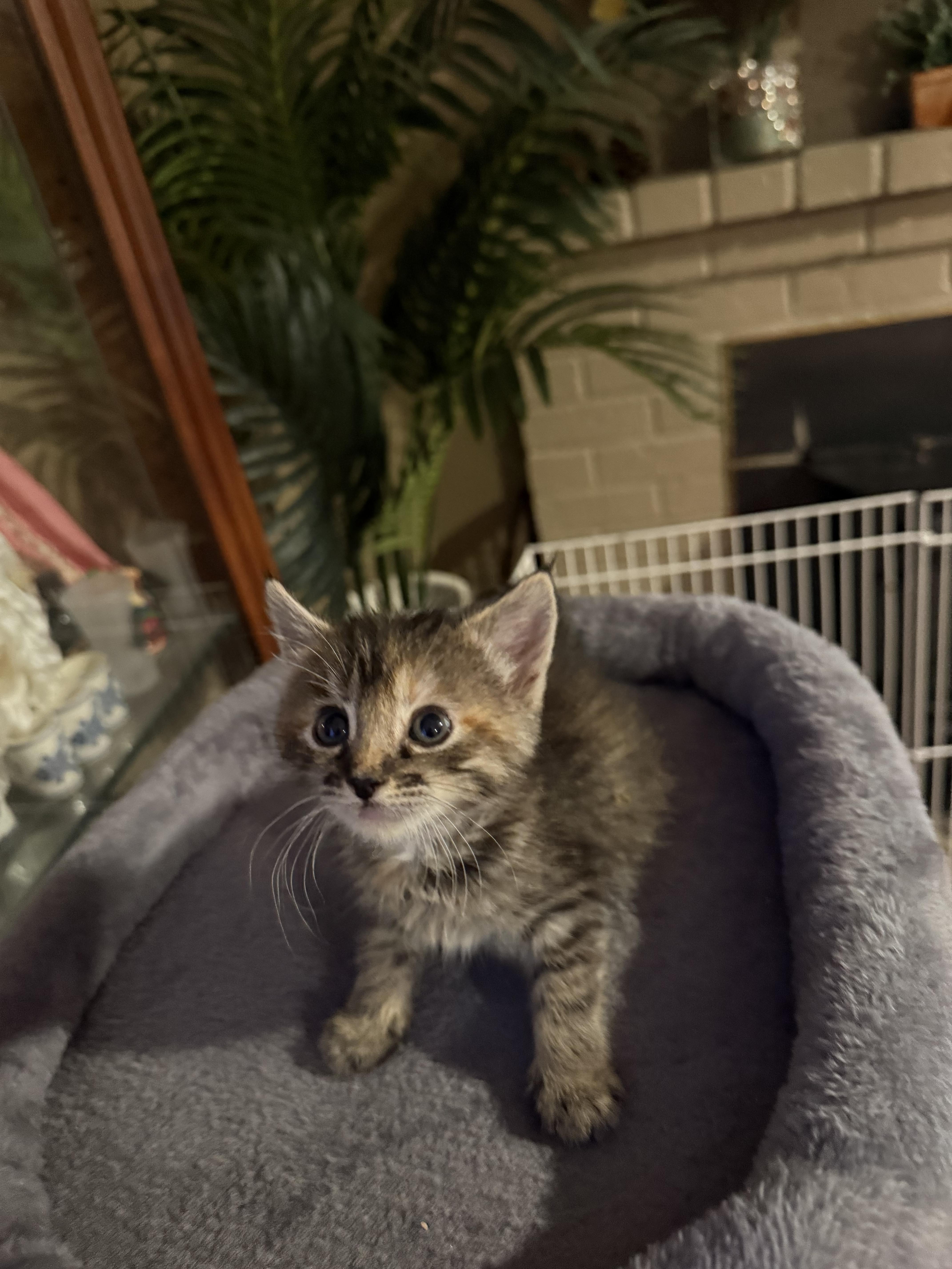 Enlarge Athena, a Adoptable Domestic Short Hair in Tracy, CA image 4/4