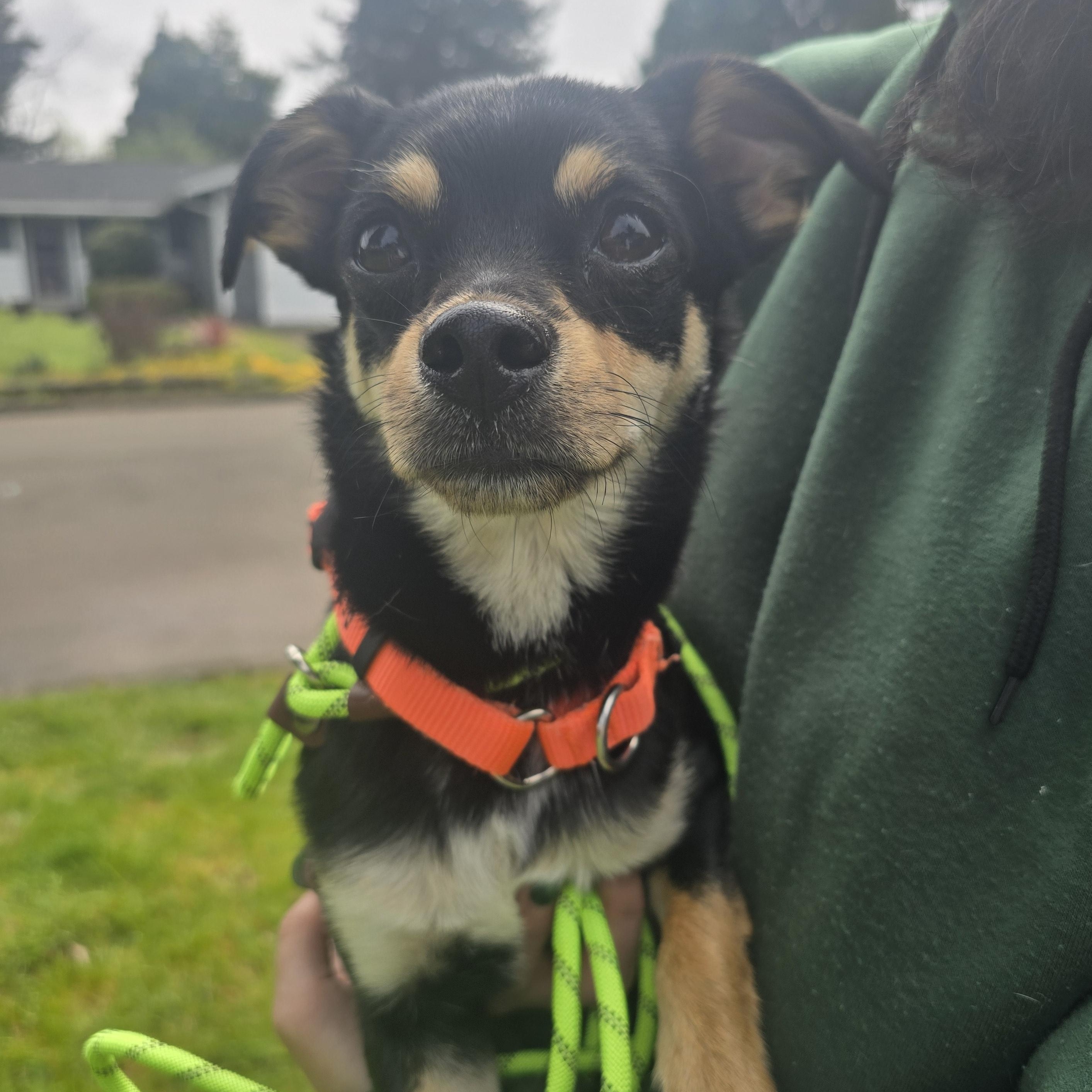 Chip, an adopted mixed breed in Oregon City, OR image 2/5