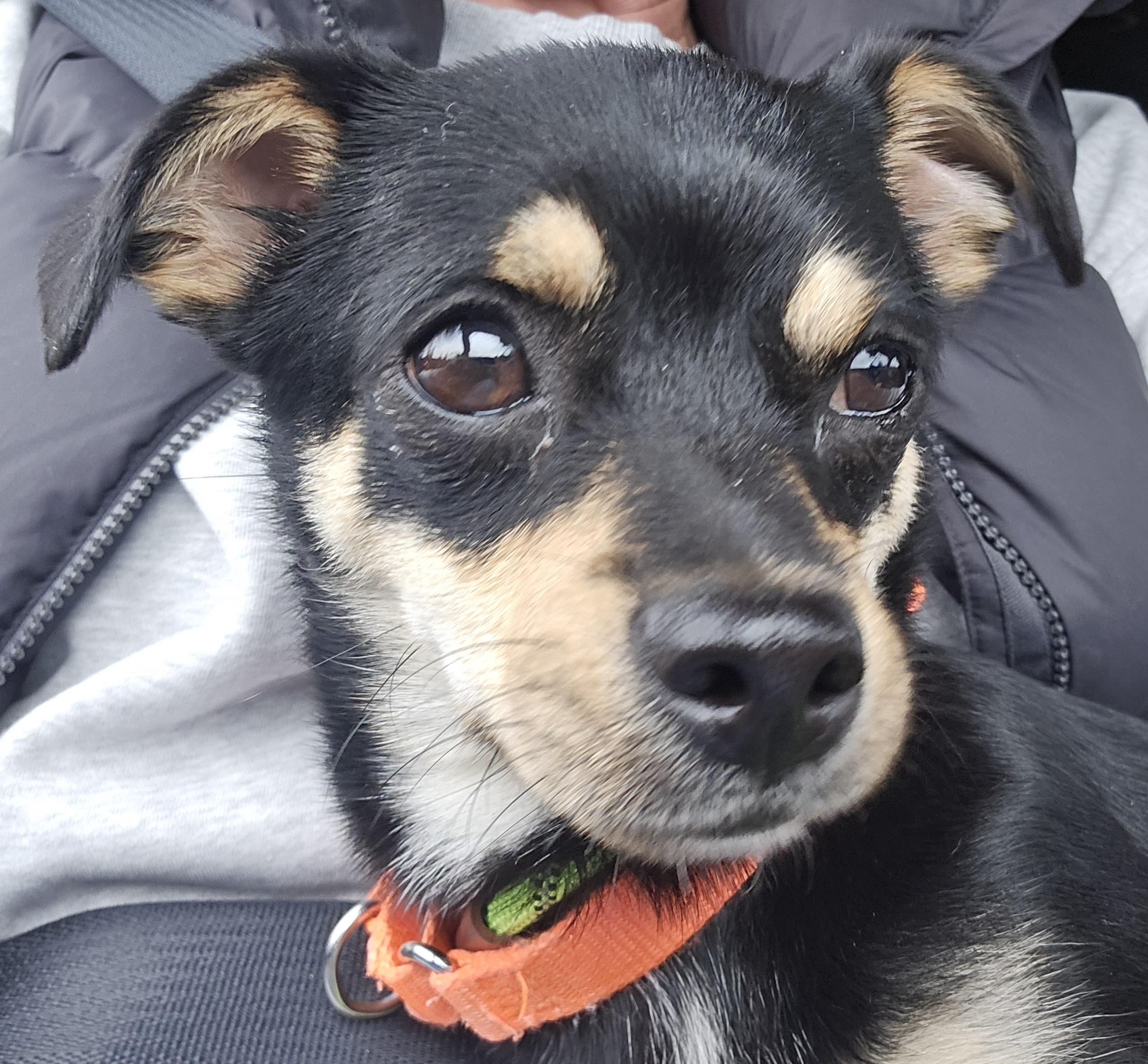 Chip, an adopted mixed breed in Oregon City, OR image 5/5