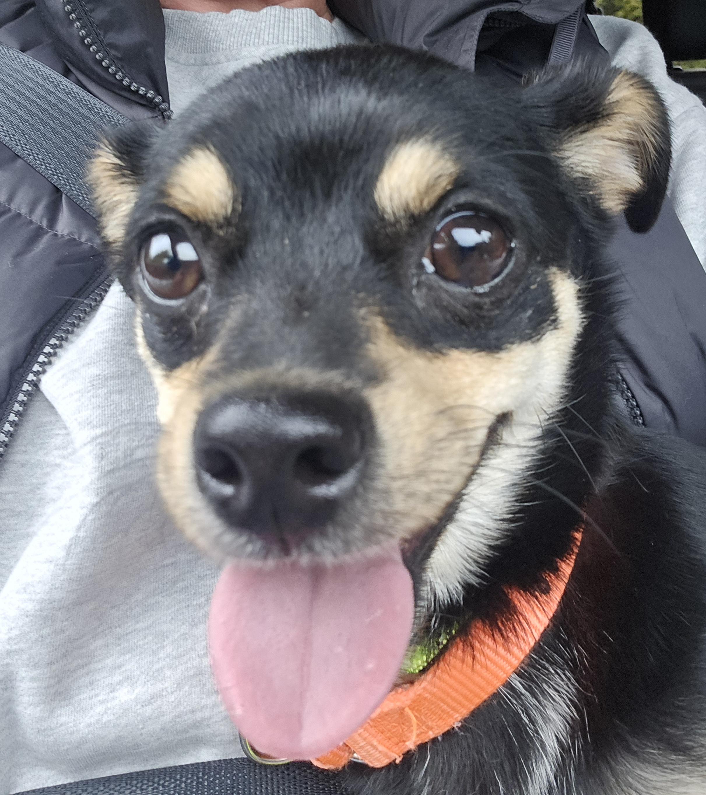 Chip, an adopted mixed breed in Oregon City, OR image 1/5