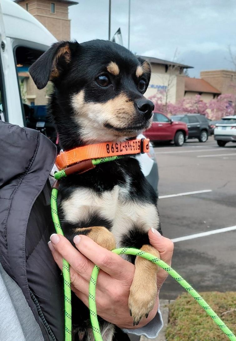 Chip, an adopted mixed breed in Oregon City, OR image 4/5